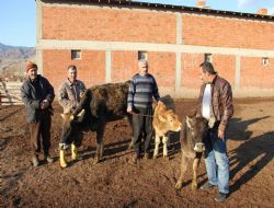 Cüce inek görenleri şaşırtıyor